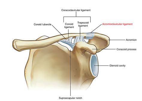 Acromioclavicular Joint Anatomy Earth S Lab