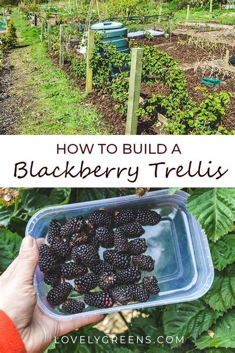 How To Build A Blackberry Trellis A Simple Way To Grow Thornless