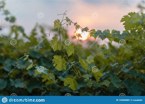 Italian Grape Vines At The Sunset Stock Image Image Of Harvest