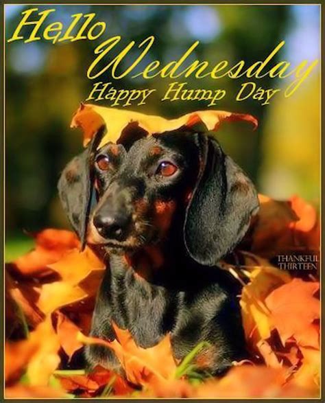 Hello Wednesday Happy Hump Day Pictures Photos And Images For