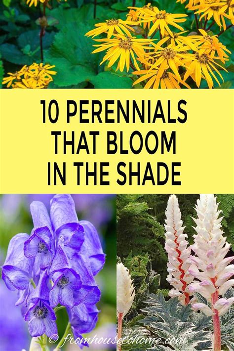 Learn which perennial flowers are best for part shade only at howstuffworks. 10 Tall Shade Perennials: Flowering Plants That Bloom In ...