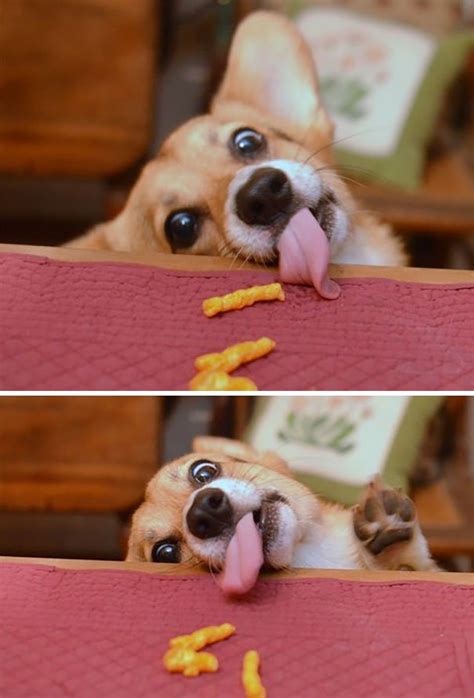 25 Funny Dogs That Are Begging For Food Bouncy Mustard