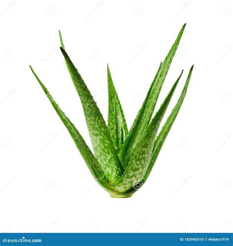 Large Aloe Vera Plant Isolated On White Stock Photo Image Of