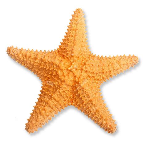Starfish Clipart Realistic Starfish Realistic Transparent Free For