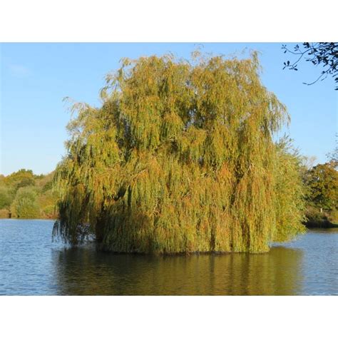 Weeping Willow Trees For Sale Weeping Willow Salix