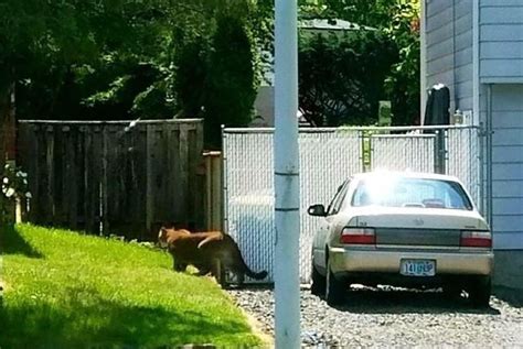 Watch Cougar Sighting Sparks Search Of Oregon Neighborhood