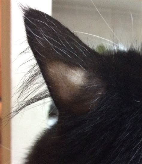 Serious Hair Loss On Back Of Ear Help Please Thecatsite