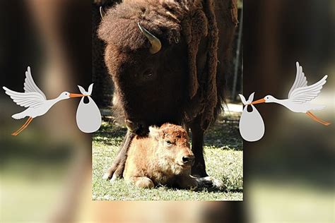 Cape May Zoos Beverly The Bison Gives Birth To Calf