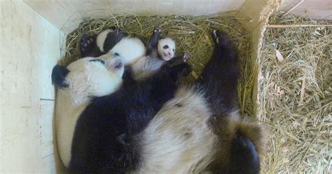 Panda Zwillinge Im Tiergarten Schönbrunn Bilder Aus Der Wurfbox Gmxch