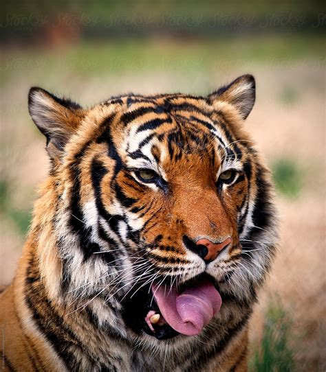 Bengal Tiger Closeup Sticking Out Its Tongue By Stocksy Contributor