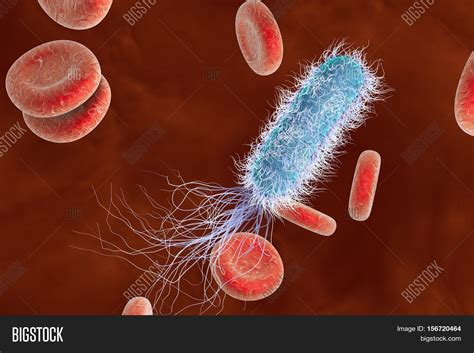 Bacterium Pseudomonas Image And Photo Free Trial Bigstock