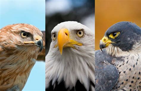 Falcon Vs Eagle Vs Hawk Your Guide To Three Families Of Raptors
