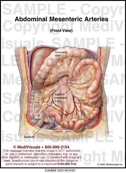 Abdominal Mesenteric Arteries Medical Illustration Medivisuals
