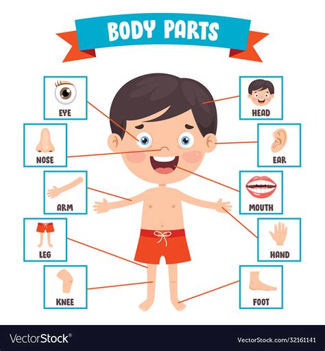 Animated Human Body Parts