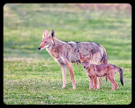 A Mother Coyote And Pup Photograph By David Wagner