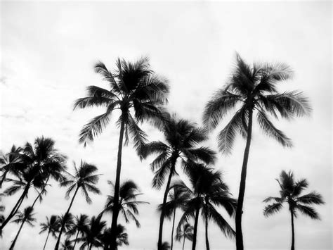 Find the best palm tree wallpaper on wallpapertag. Palm Angels Wallpapers - Wallpaper Cave