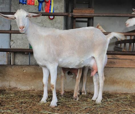 Saanen Goat 100 Pureblood Pure Bred Boar Goats For Salesouth Africa