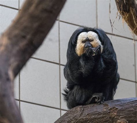 Royalty Free White Faced Saki Monkey Pictures Images And Stock Photos