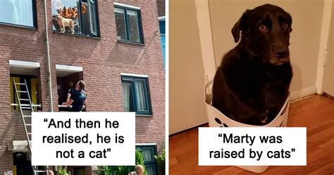 50 Dogs Who Forgot How To Dog But Definitely Know How To Cat New Pics