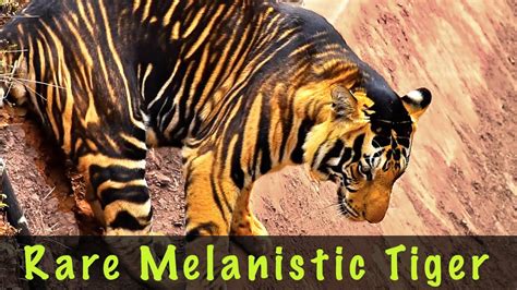 In fact, he appeared to keep fallin. Rare Black Tiger of Nandankanan Zoo | And Other Big Cats ...