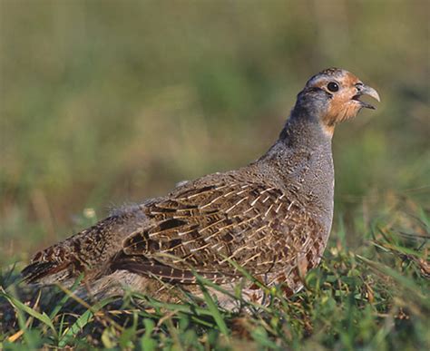 Bird Quizzes Pheasants Grouse Partridges And Quail