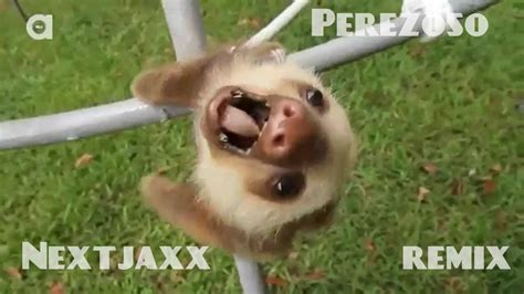 Screaming Baby Sloth Vine Remix Nextjaxx Youtube