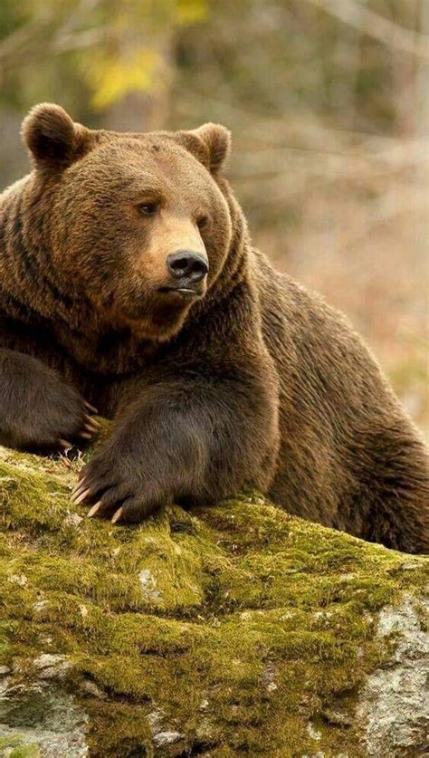 Beautiful Big Grizzly Bear Cute Wild Animals Bear Pictures Kodiak Bear