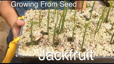 A lot of beneficial nutrients are found in. Growing Jackfruit from Seed - What Conditions are required ...
