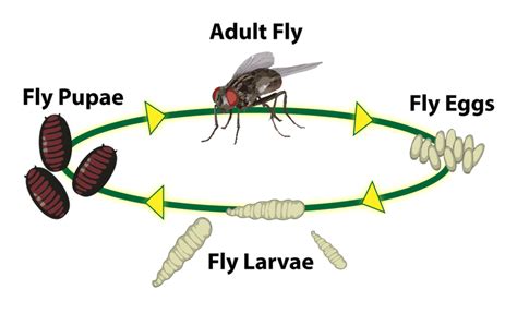Life Cycle Of A Housefly Birth Buzz And Beyond Animal Hype