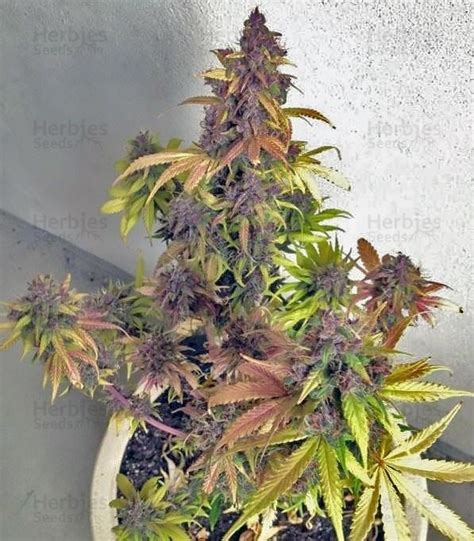 If a country is on the red list, then travelers have to undergo 10 days in quarantine and two covid tests. Buy Crystal METH auto feminized seeds by FastBuds - Herbies