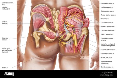 Parts Of Buttock Anatomy Porn Videos Newest Human Buttocks Anatomy