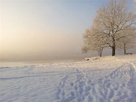 Hazy Ice Cold Winter Sunset Landscape With Snow Tree And Fog Over
