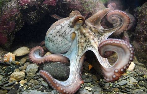 Octopus Facts Types Lifespan Classification Habitat Pictures