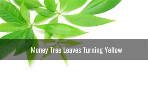 Check spelling or type a new query. Money Tree Turning Yellow, Brown, White or Black - Ready To DIY