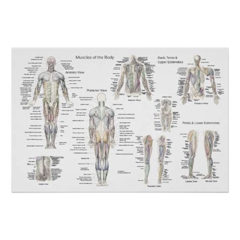 Muscle Anatomy Poster Anterior Posterior And Deep Zazzle
