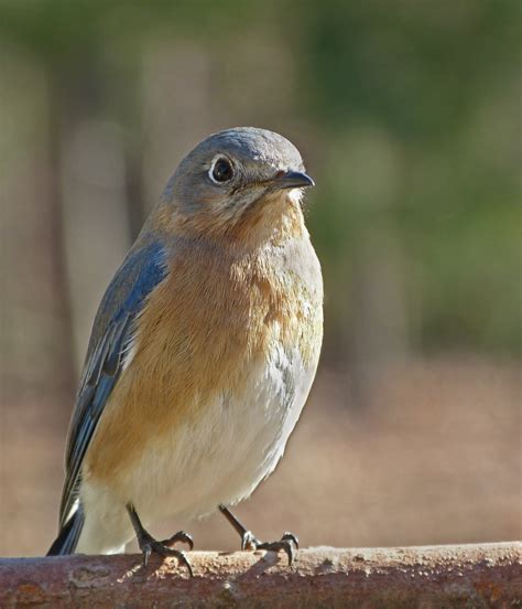 Female Eastern Bluebird Feederwatch