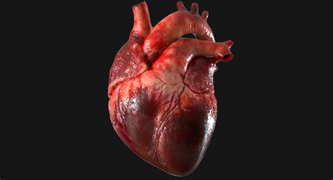 3d Human Heart Anatomy Model Turbosquid 1283134