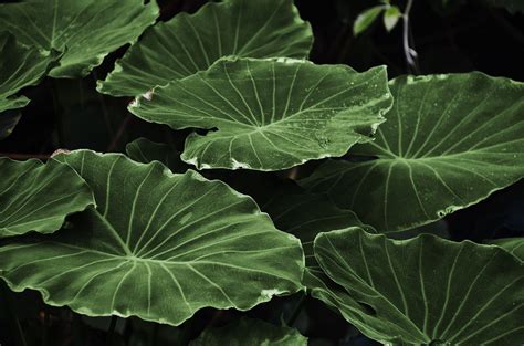 Free Images Nature Leaf Flower Green Produce Macro Botany