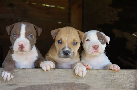 Abkc pedigree american bully puppies come microchipped, vaccinated & wormed. dogs for sale near me - XL XXL American Bully Pit Bull