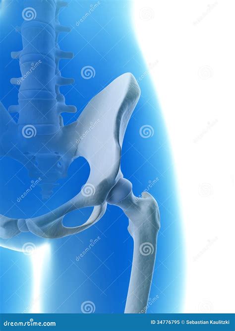 Skeletal Hip Stock Illustration Illustration Of Medical 34776795