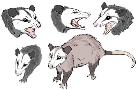 Opossum Doodles By Sinful Souls On Deviantart