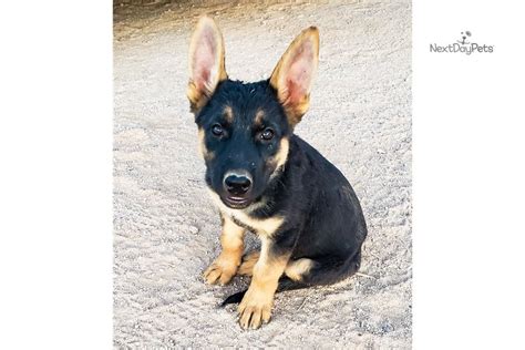 Bi Color M German Shepherd Puppy For Sale Near Phoenix Arizona