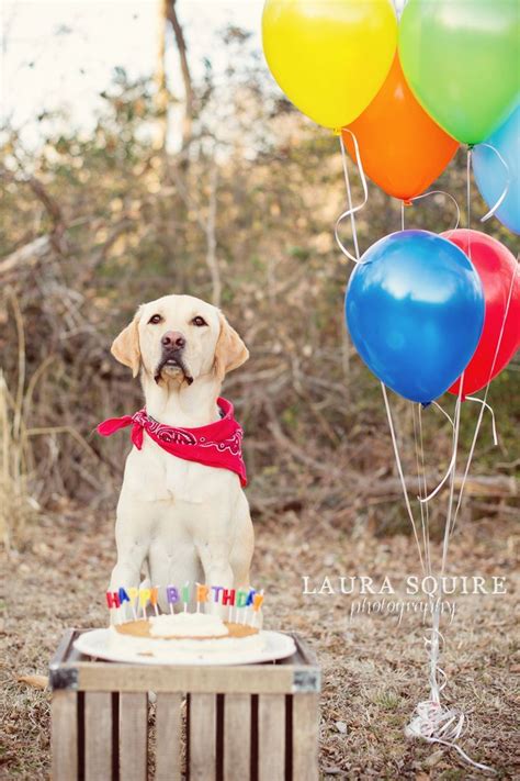 Dog Birthday Photo Shoot Laura Squire Photography Tap The Pin For