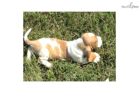 The basset hound is a wonderful hunting and companion breed and fits well in most family settings. lemon basset hound puppies - Google Search | Basset hound puppy, Basset hound, Basset hound for sale