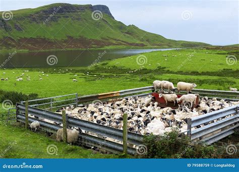 Scotland Rural Sheep Farm Stock Image Image Of Field 79588759