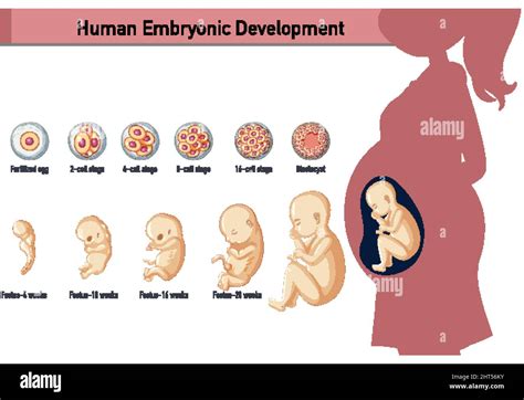 Desarrollo Embrionario Humano En Ilustraci N Infogr Fica Humana Imagen