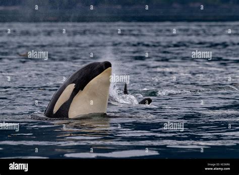 Killer Whale Spyhopping Hi Res Stock Photography And Images Alamy