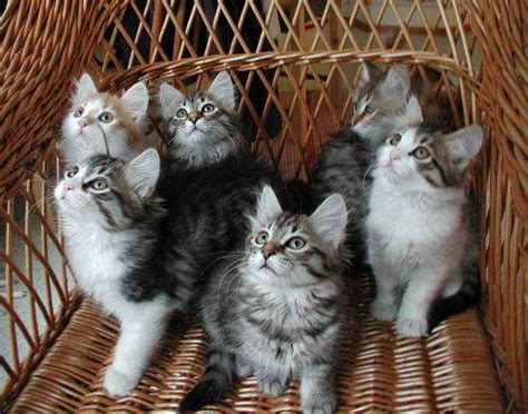 In addition, they enjoy learning tricks and might even teach you some. Outstanding Pedigree White Siberian Kittens FOR SALE ...
