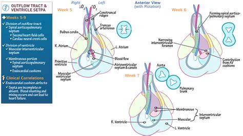 Embryology Ventricular Septation And Outflow Tract Division Ditki