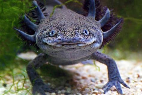 El ajolote mexicano es de importante conservación Foto Sección Amarilla El Souvenir